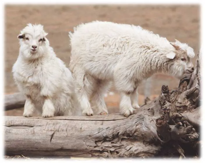 Cashmere Goats