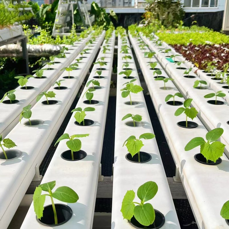 Indoor Office Nft Hydroponics Growing System for Fresh Daily Edible Greens