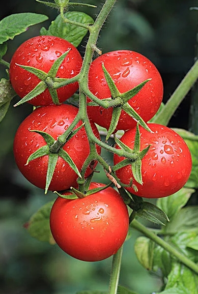 Reinfa Space-Saving Tidal Hydroponic System for Tomatoes Lettuce &amp; Herbal Plants