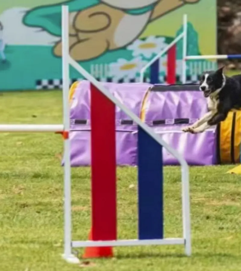 Dog Agility Training Jump 2