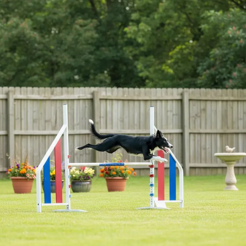 Dog Agility Training Detail 5