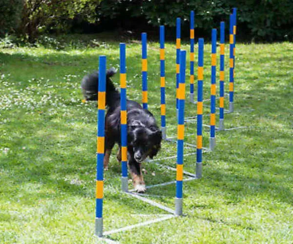 Dog Agility Equipment 7