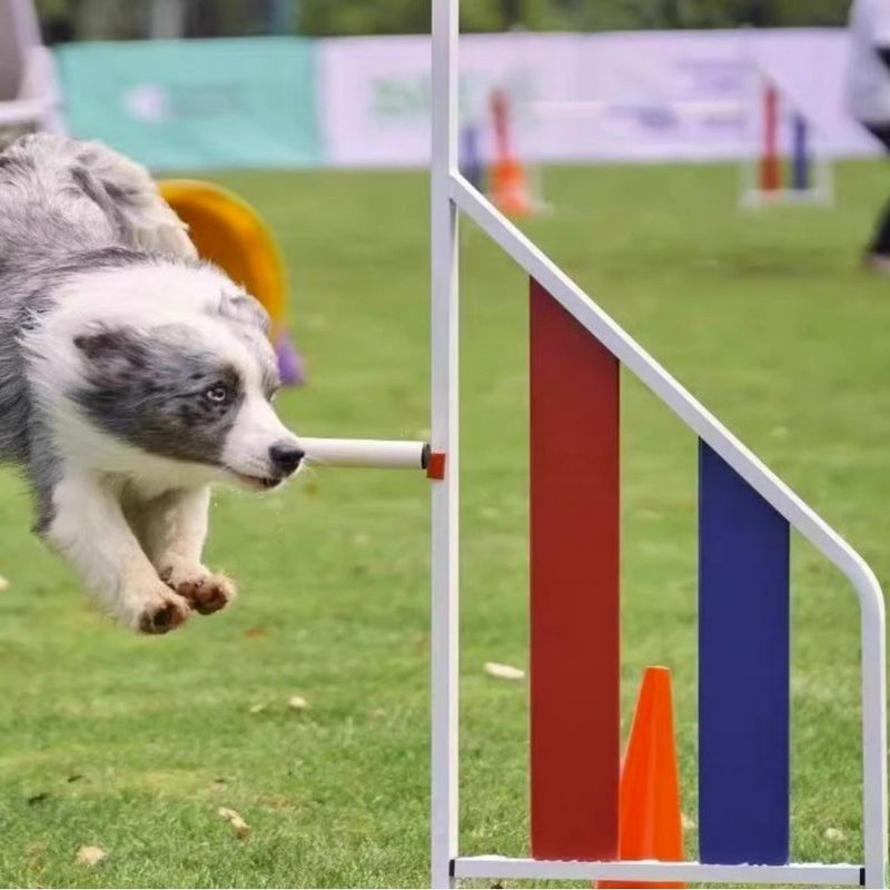 Aluminum Dog Agility Jump Hurdle Wings Pet Competition Training Equipment