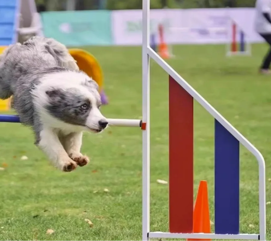 Dog Agility Training Jump 3