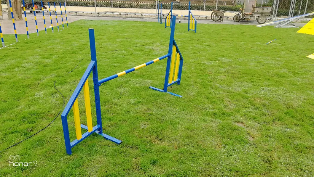 Dog Agility Training Detail 3
