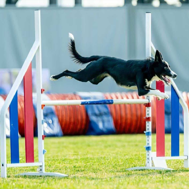 Aluminum Pet Dog Agility Training Jump Hurdle