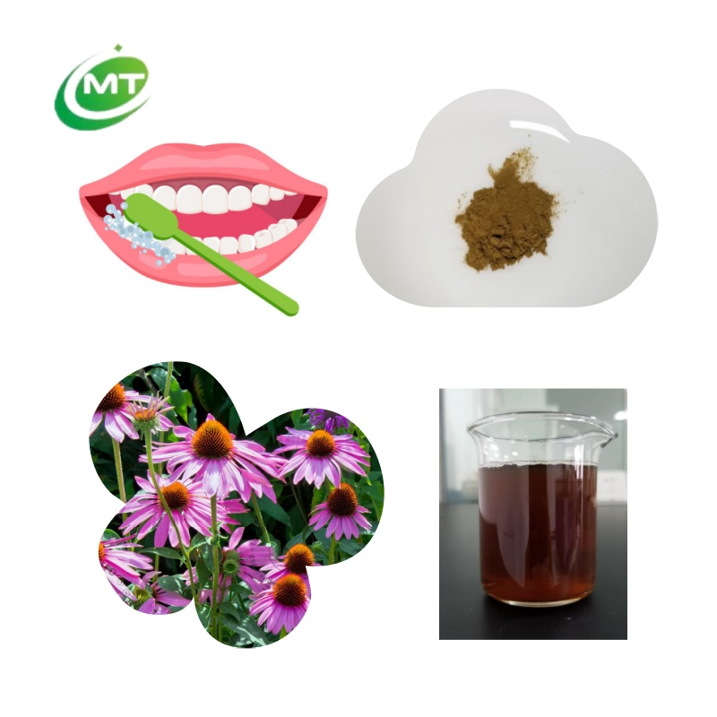 Pó de Extrato de Raiz de Erva Echinacea Púrpura para Cuidados com a Pele