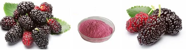 Extrato de Fruto de Amoreira Taxillus Chinensis Danser