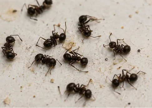 Ant Control