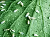 Whitefly Control
