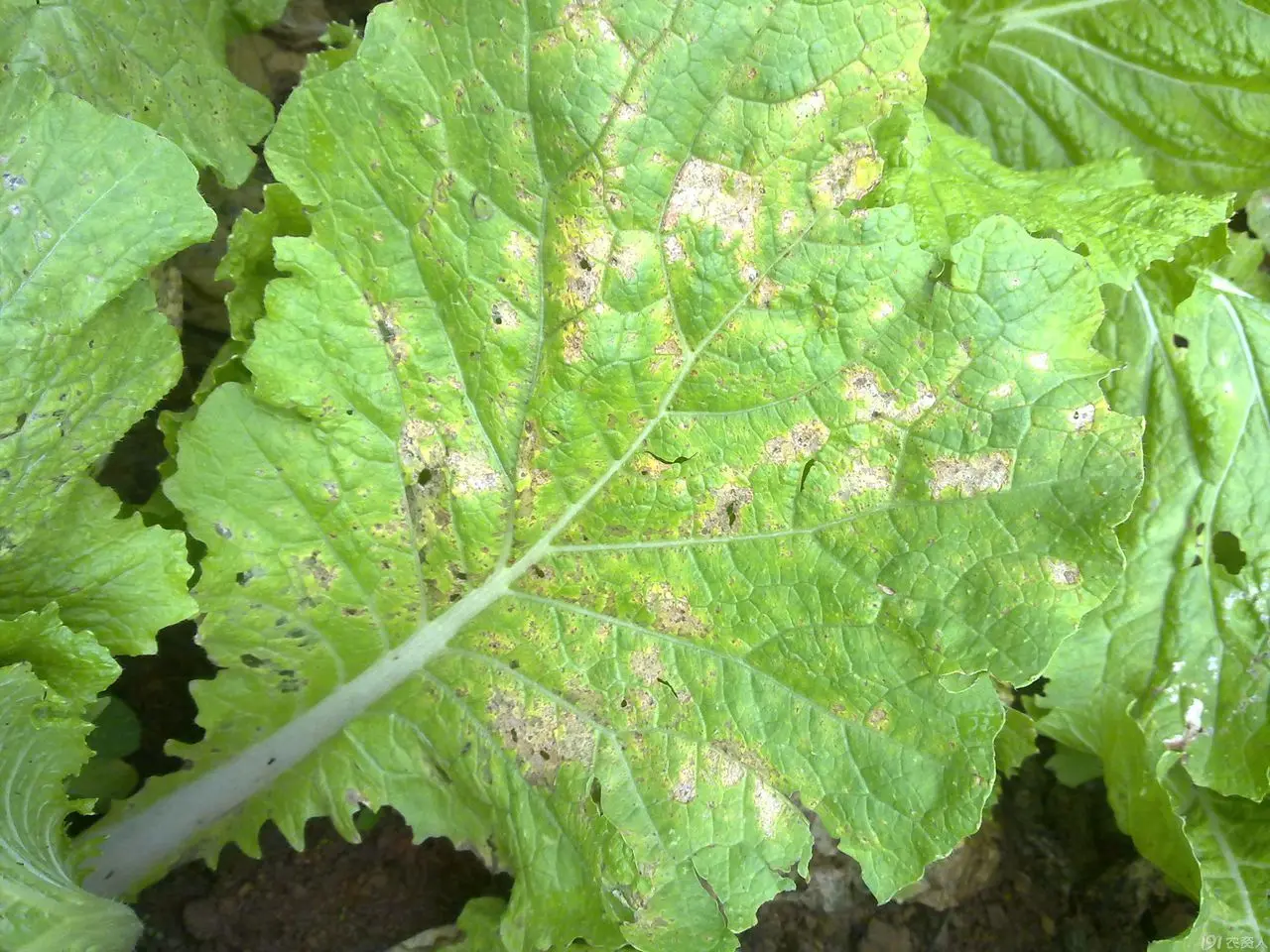 Downy Mildew