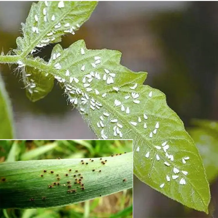Wholesale Effect on eggs, larvae and nymphs farm pesticide 110g/L 30% SC kill acaricides insecticide etoxazole Factories, Manufacturer