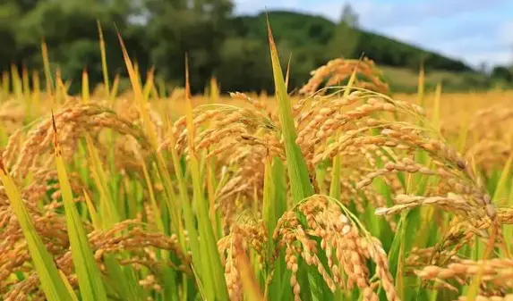 Rice Field Crop
