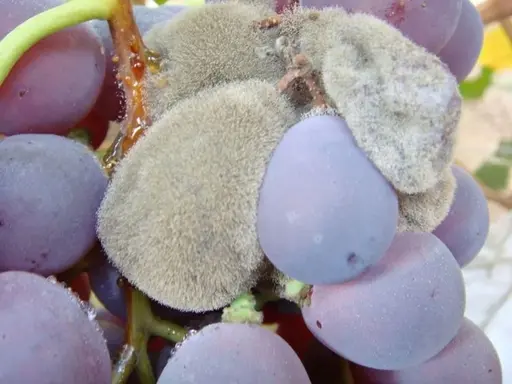 Grape Gray Mold Control