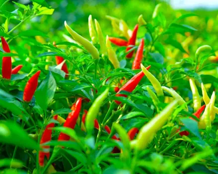 Chili peppers