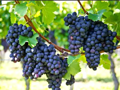 Grapes