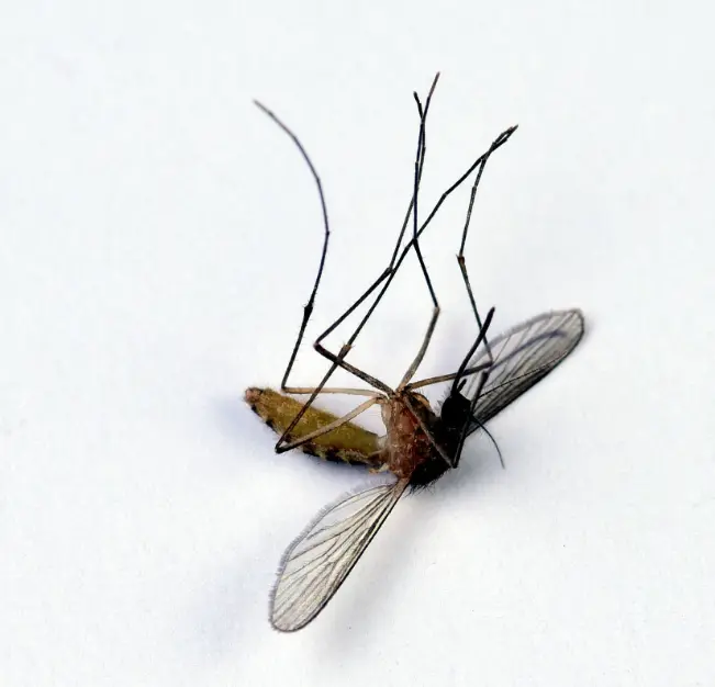 Mosquito Control