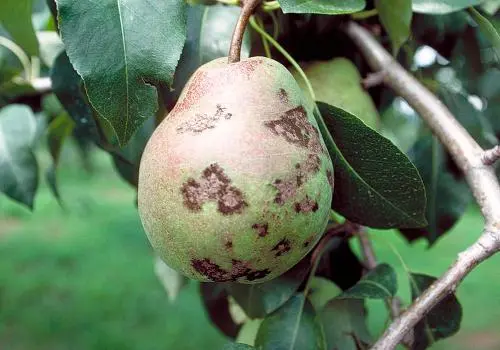 Pear Scab Control