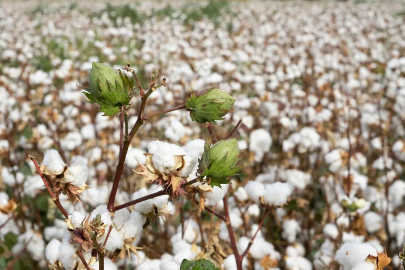 Cotton field at 50-60 percent boll opening stage