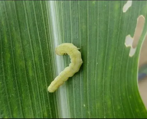 Pest 2