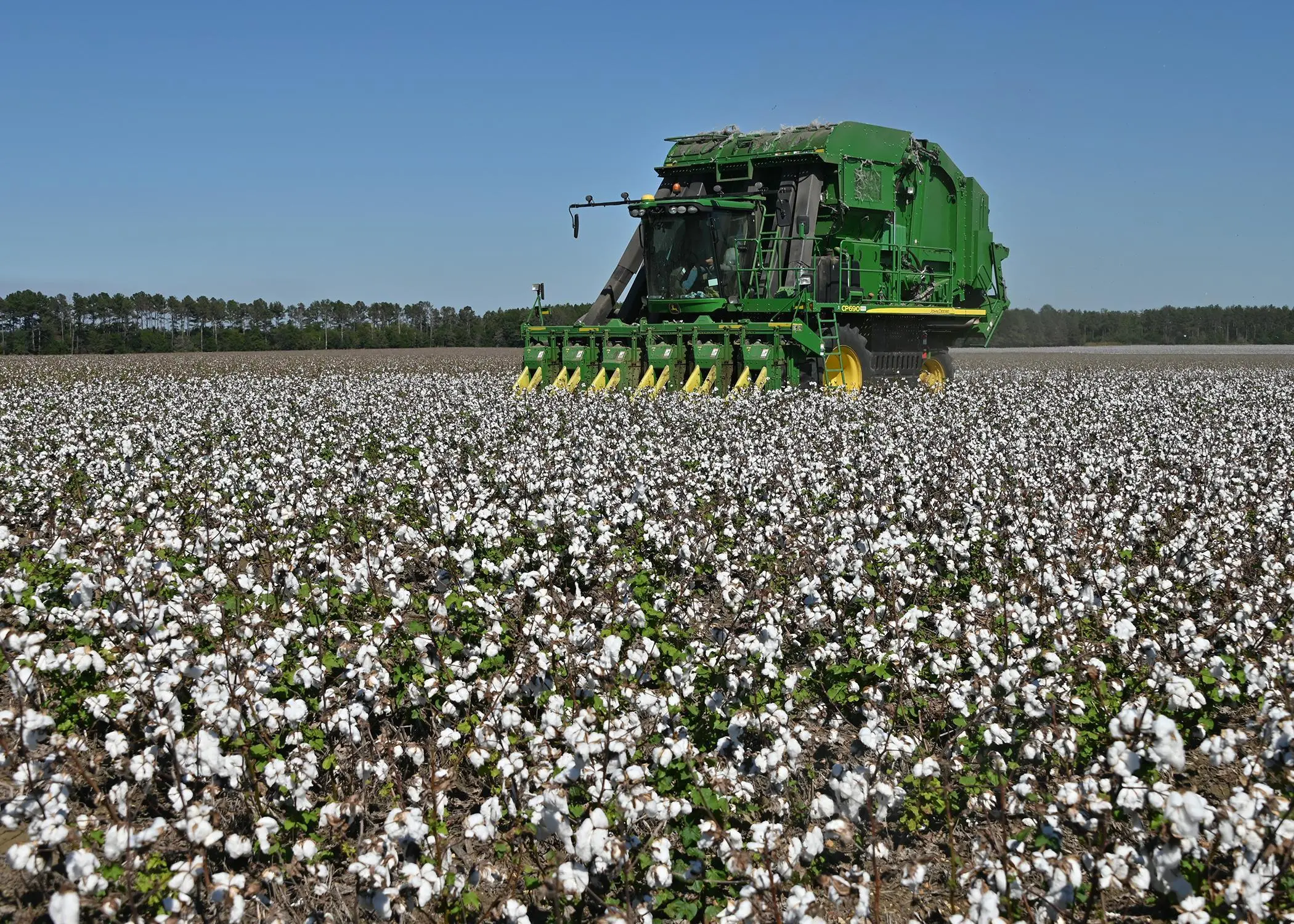 Mechanical cotton harvesting