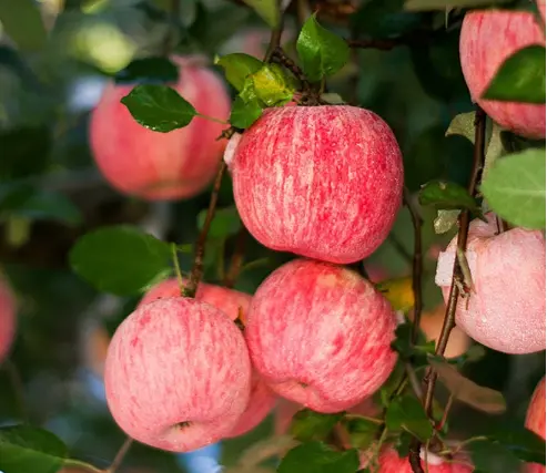 Apples