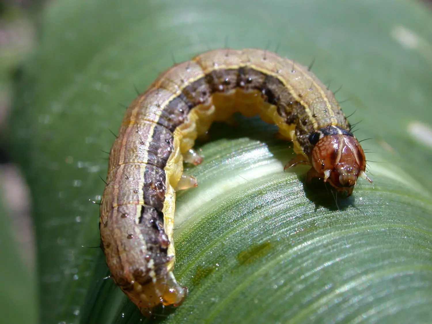 Pest Control Target Armyworm 3