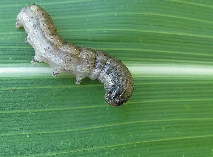 Pest Control Target Armyworm 1