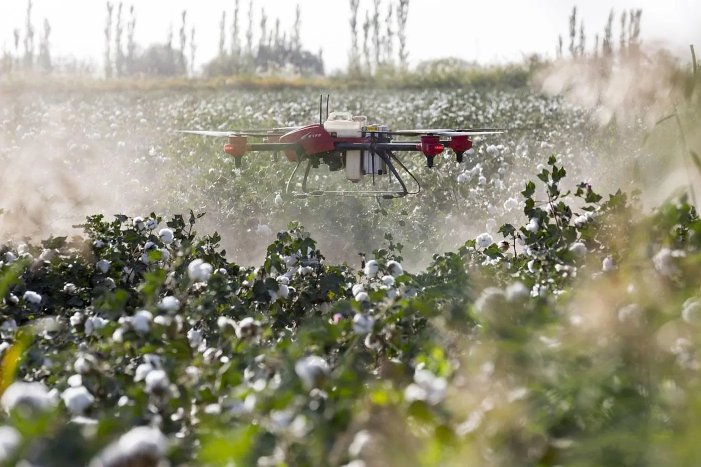 UAV drone spraying defoliant on cotton field
