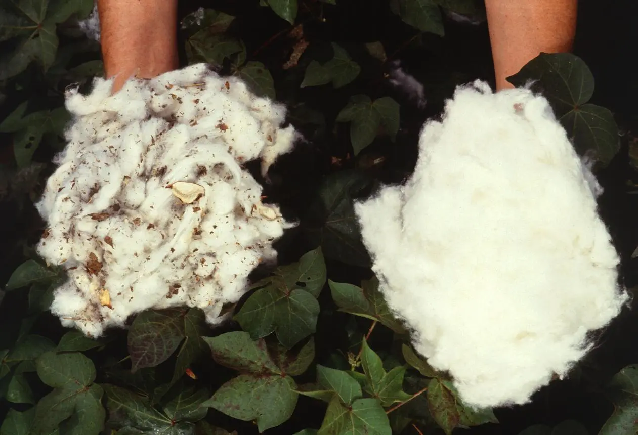 High cotton lint impurities
