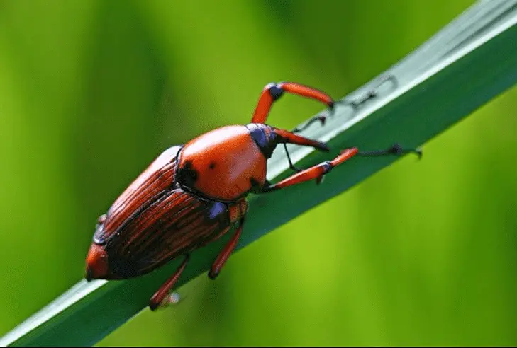 Wholesale Public Health pest control-Fipronil 0.05% BAIT CAS120068-37-3 Manufacturer, Manufacturers