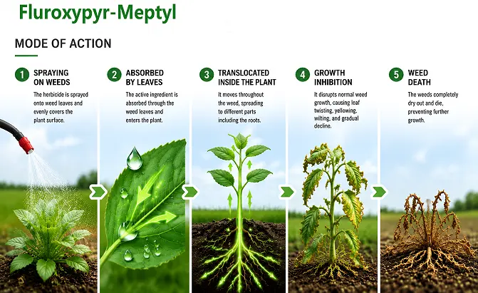 China Awiner Fluroxypyr-Meptyl | The Broadleaf Weed Terminator for Wheat Fields Quotes, Manufacturer