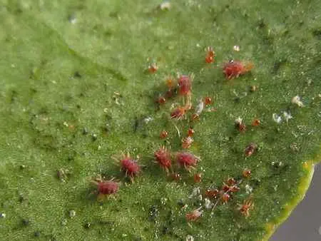 Spider Mites