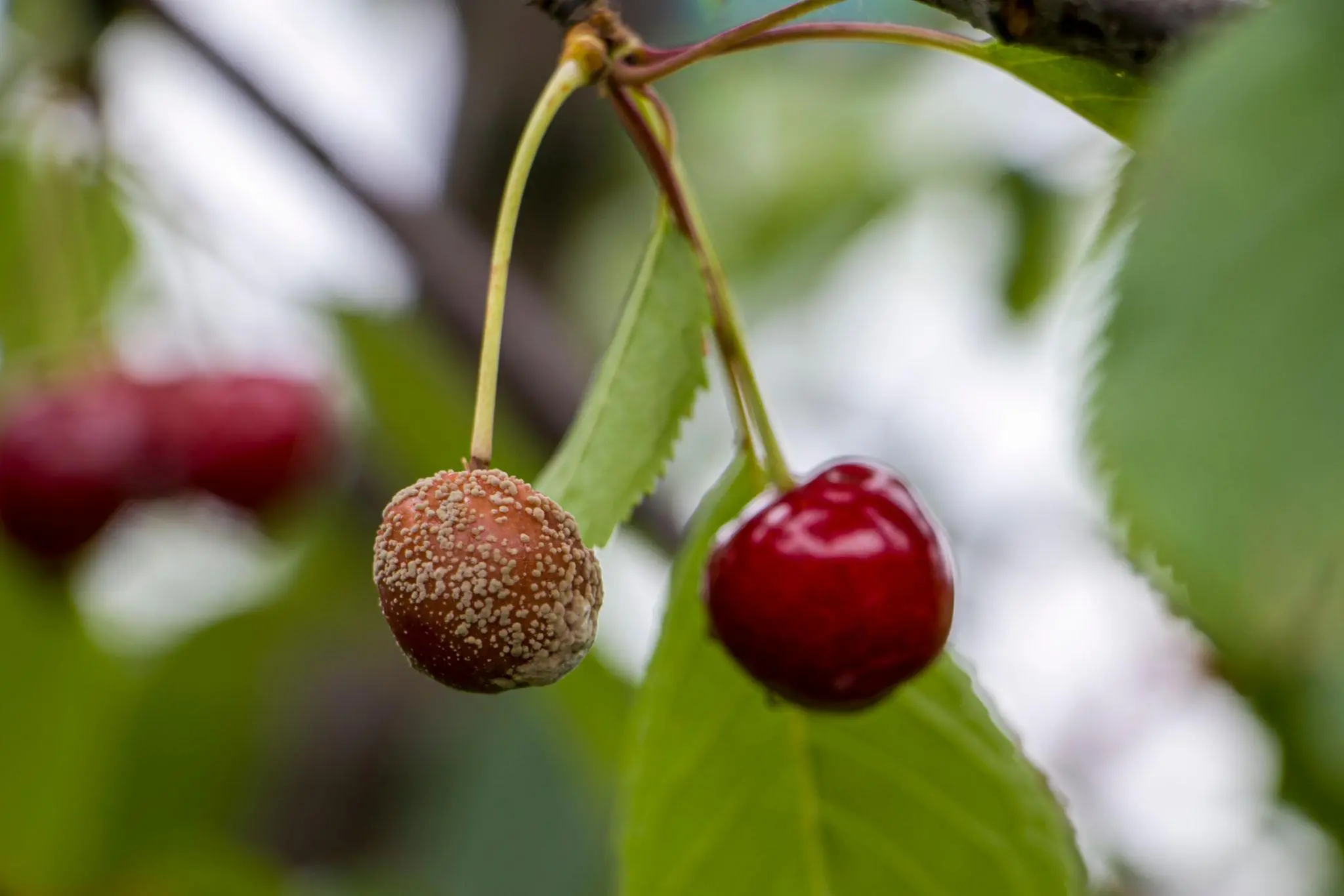 Cherry Brown Rot Control