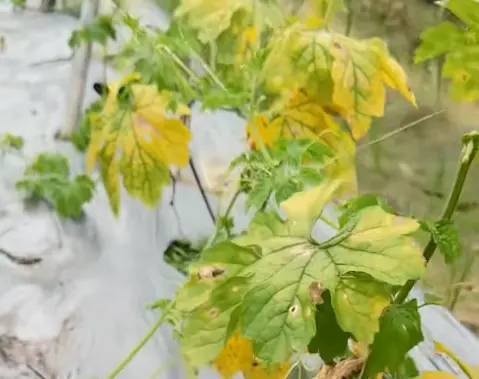 Bacterial Blight
