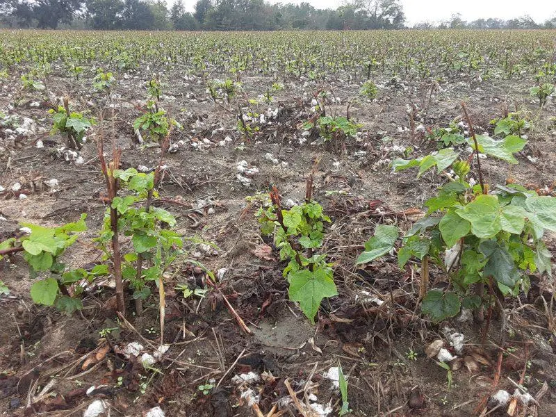 Cotton foliage regrowth