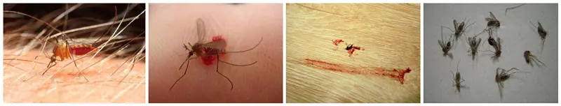 Public Health Pest Control Overview