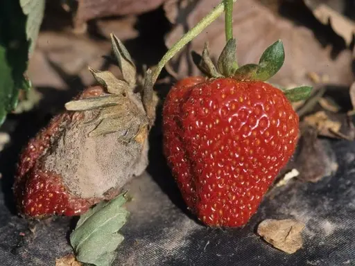 Strawberry Gray Mold Control
