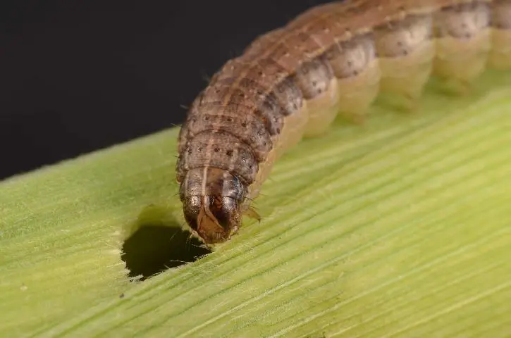 Pest Control Target Armyworm 2