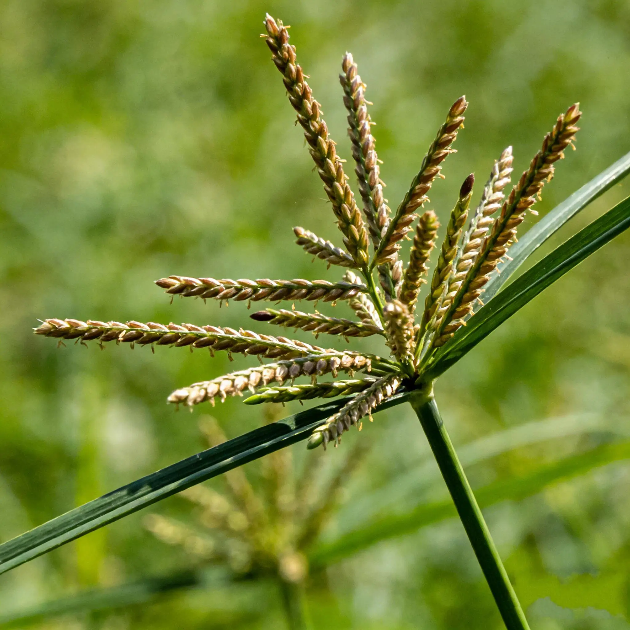 Crabgrass