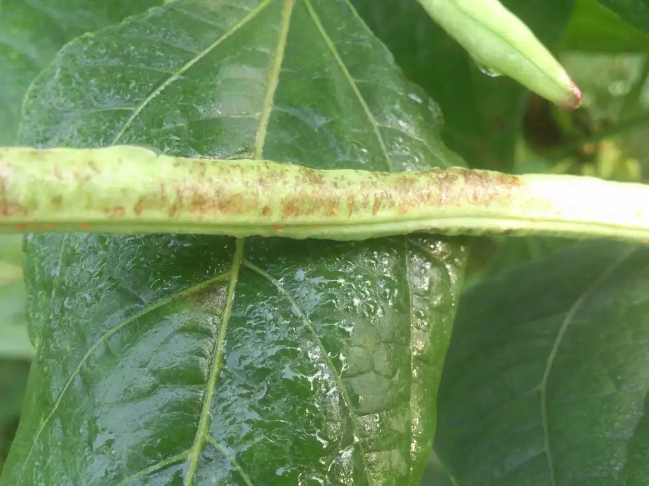 Thrips Control