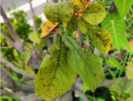 Leaf Spots