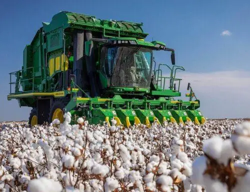 Mechanized harvester operating in clean cotton field