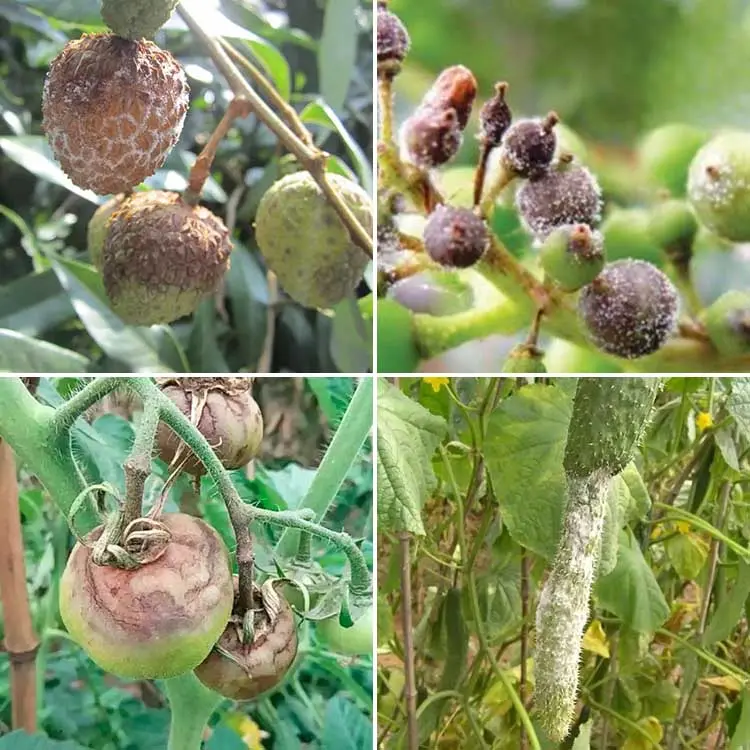 Wholesale Pesticidi e fungicidi fungicide Mancozeb 80%WP Cymoxanil agriculture pesticide chemical pesticides and fungicides Pricelist, Manufacturer