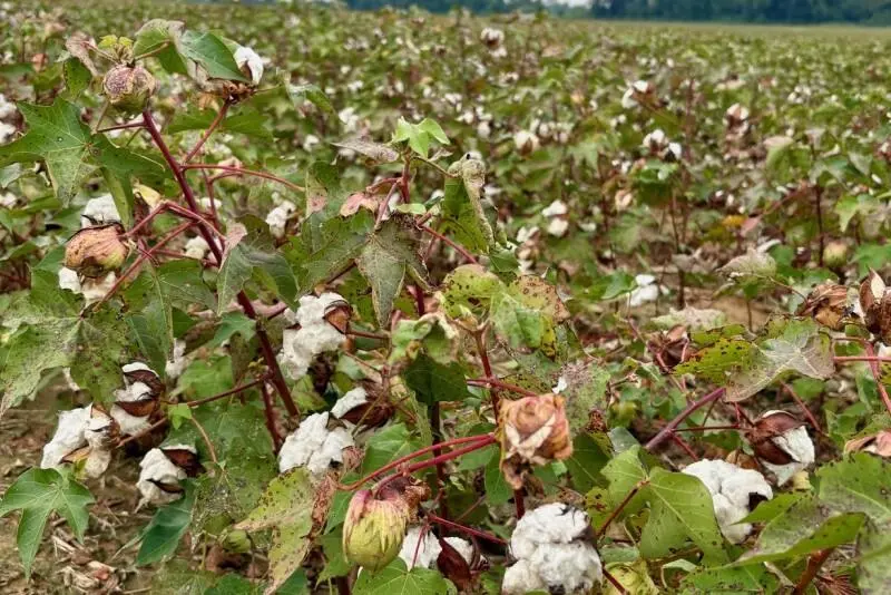 Slow cotton leaf drop issue