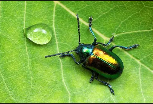 Wholesale Public Health pest control-Fipronil 0.05% BAIT CAS120068-37-3 Manufacturer, Manufacturers