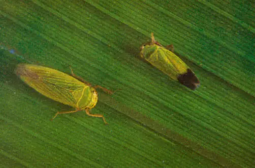 Rice Leafhopper