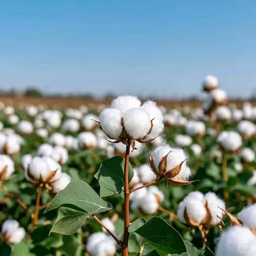 Cotton Crop