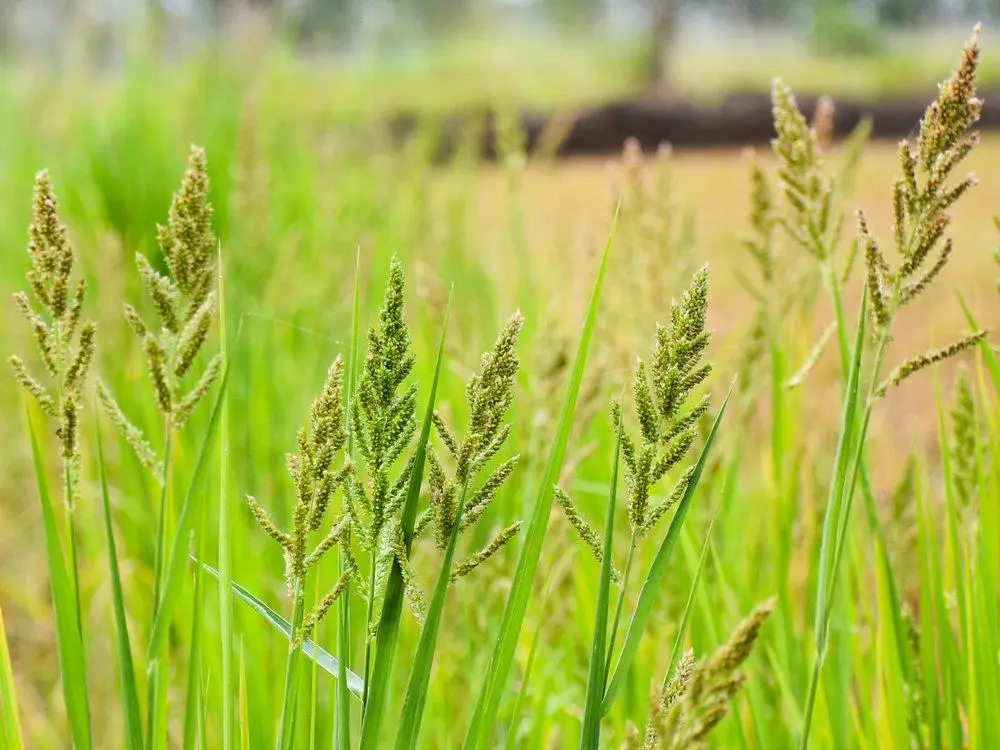 Penoxsulam mixture