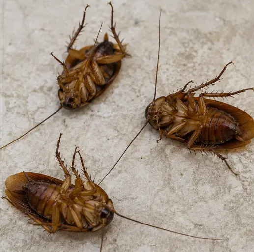 Cockroach Control